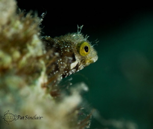 I love this little rough head blenny. by Patricia Sinclair 